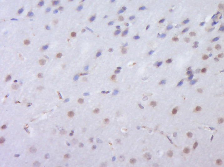 14 - C2orf80 Rabbit pAb AP55839