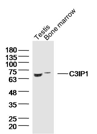 1 - C3IP1 Rabbit pAb AP55842