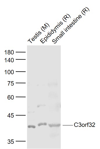 1 - C3orf32 Rabbit pAb AP55849