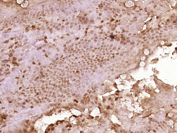 14 - C3orf32 Rabbit pAb AP55849