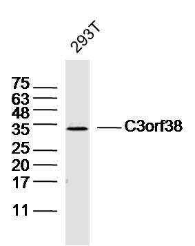 1 - C3orf38 Rabbit pAb AP55852