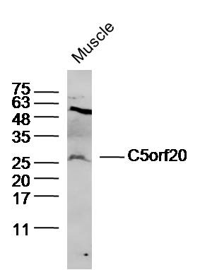 1 - C5orf20 Rabbit pAb AP55865