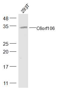 1 - C6orf106 Rabbit pAb AP55873
