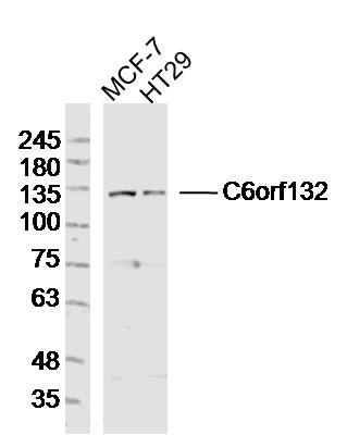 1 - C6orf132 Rabbit pAb AP55876