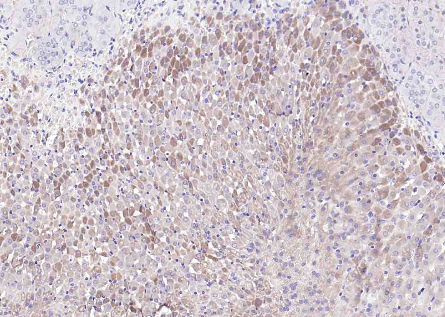 14 - C6orf145 Rabbit pAb AP55877