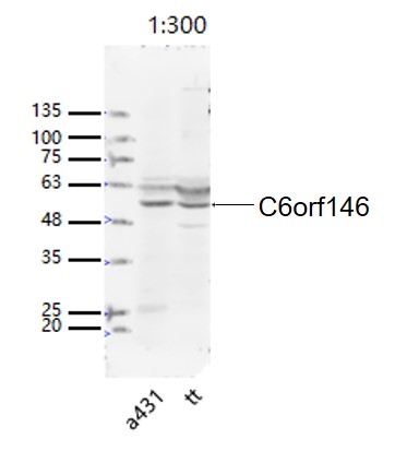 1 - C6orf146 Rabbit pAb AP55878
