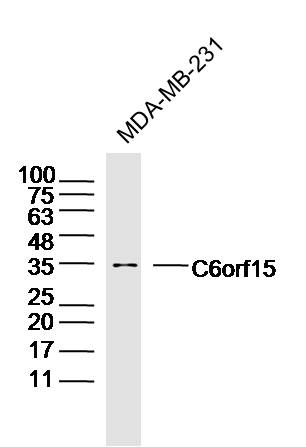 1 - C6orf15 Rabbit pAb AP55879