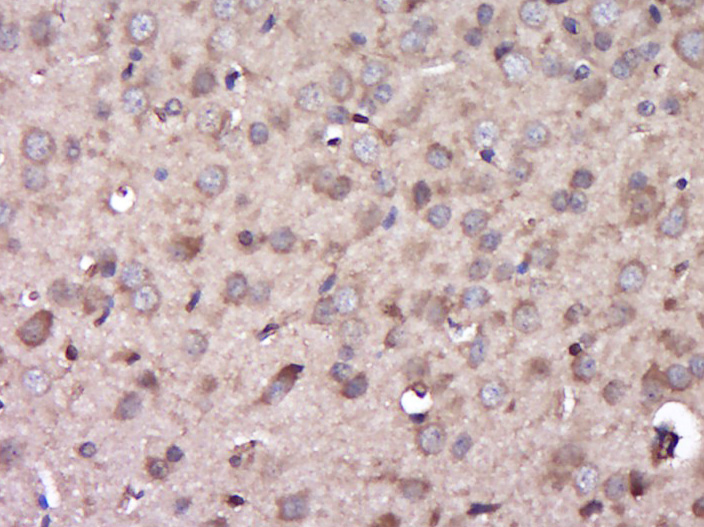 14 - C6ORF154 Rabbit pAb AP55881