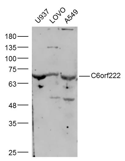 1 - C6orf222 Rabbit pAb AP55892