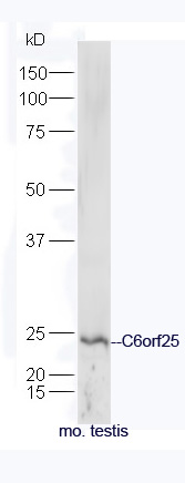 1 - C6orf25 Rabbit pAb AP55895