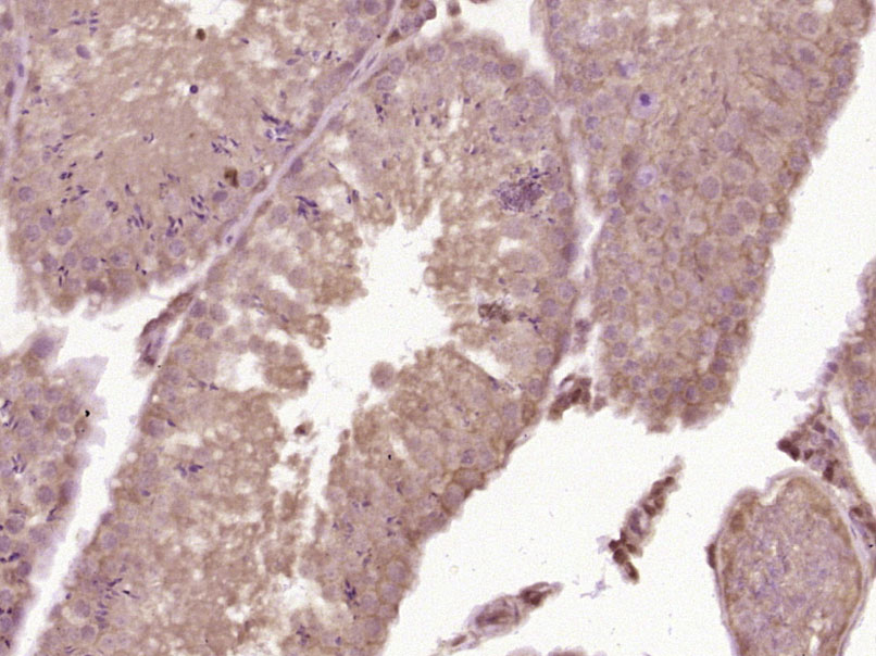 14 - C6orf35 Rabbit pAb AP55896