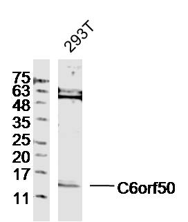 1 - C6orf50 Rabbit pAb AP55897