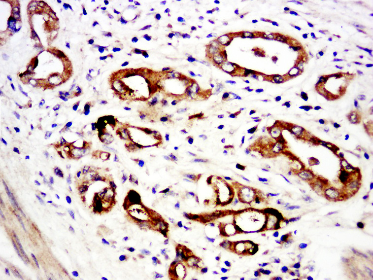 14 - C6orf52 Rabbit pAb AP55898