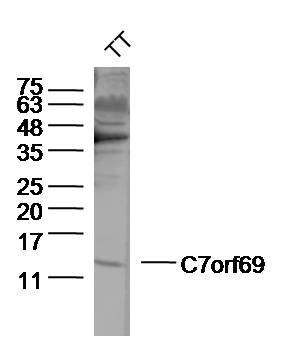 1 - C7orf69 Rabbit pAb AP55918