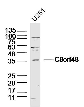 1 - C8orf48 Rabbit pAb AP55928