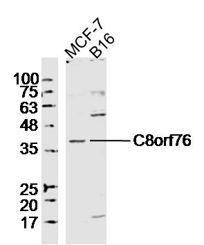 1 - C8orf76 Rabbit pAb AP55932