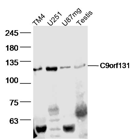 1 - C9orf131 Rabbit pAb AP55938