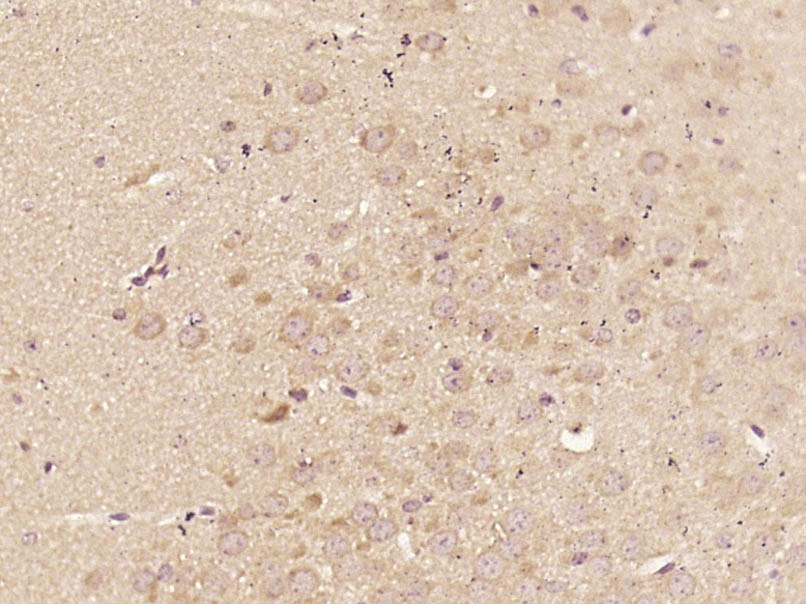 14 - C9orf41 Rabbit pAb AP55949