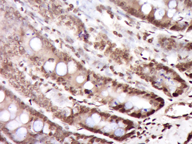 14 - C9orf6 Rabbit pAb AP55952