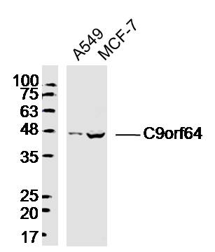1 - C9orf64 Rabbit pAb AP55955