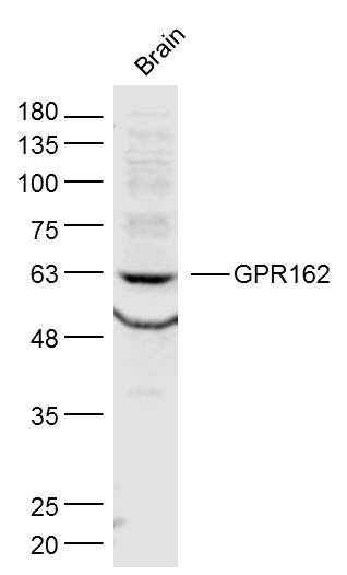 1 - GPR162 Rabbit pAb AP55974