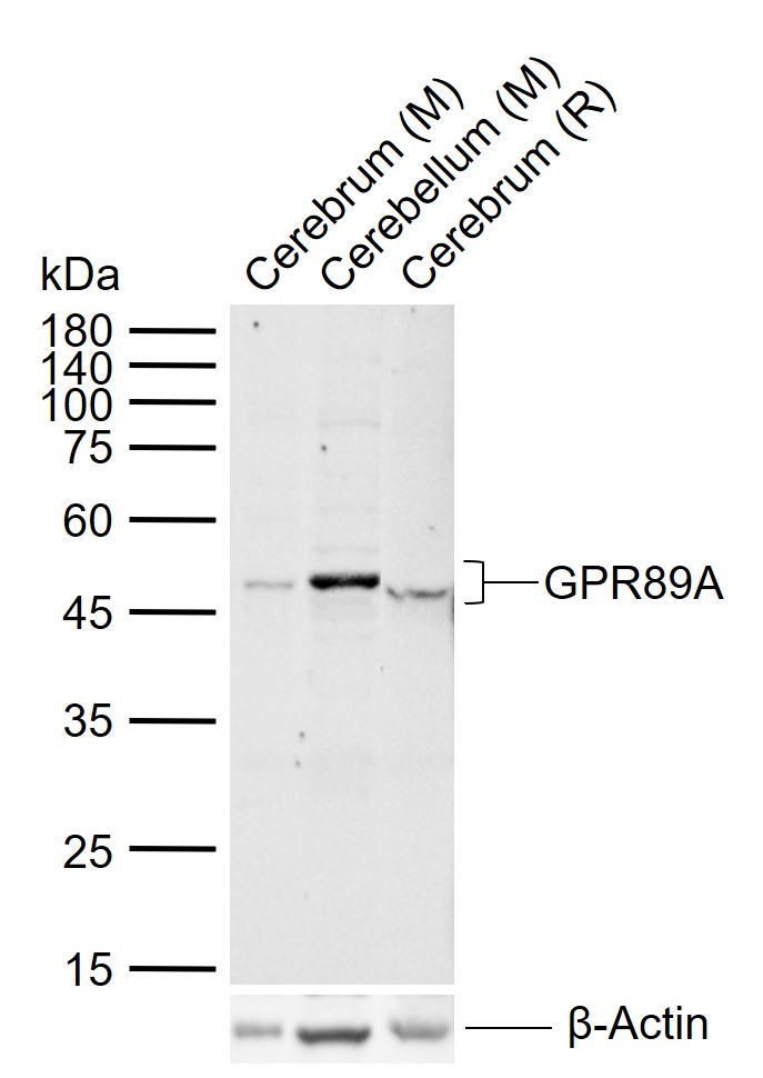 1 - GPR89A Rabbit pAb AP55976