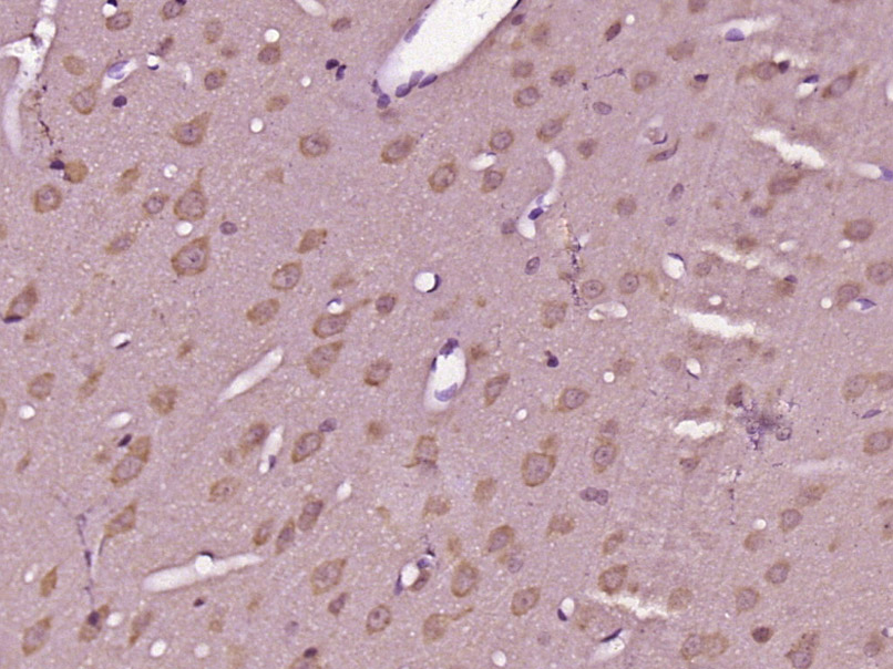 14 - GPR89A Rabbit pAb AP55976