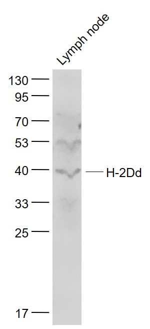 1 - H2-D1 Rabbit pAb AP55982