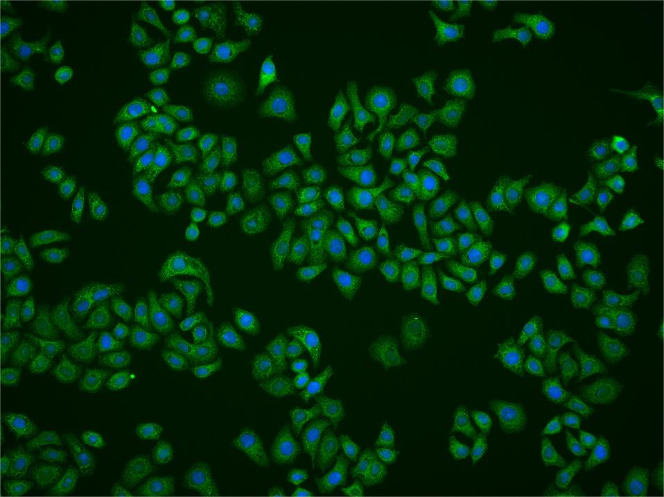 0 - HCP1 Rabbit pAb AP55987