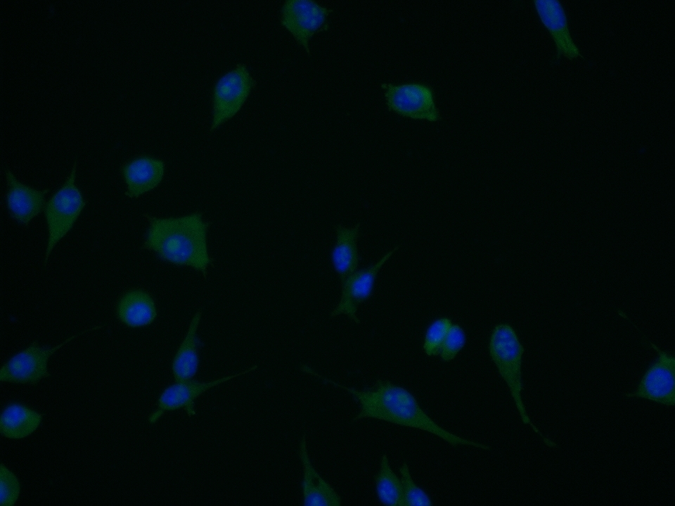 0 - HECT E3 ubiquitin ligase Rabbit pAb AP55999