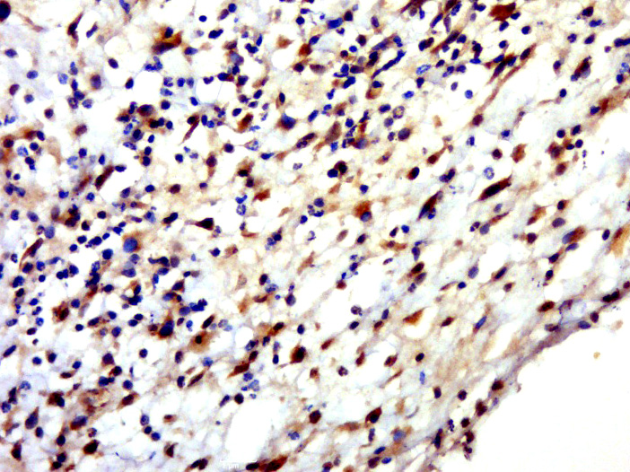 14 - HENMT1 Rabbit pAb AP56004