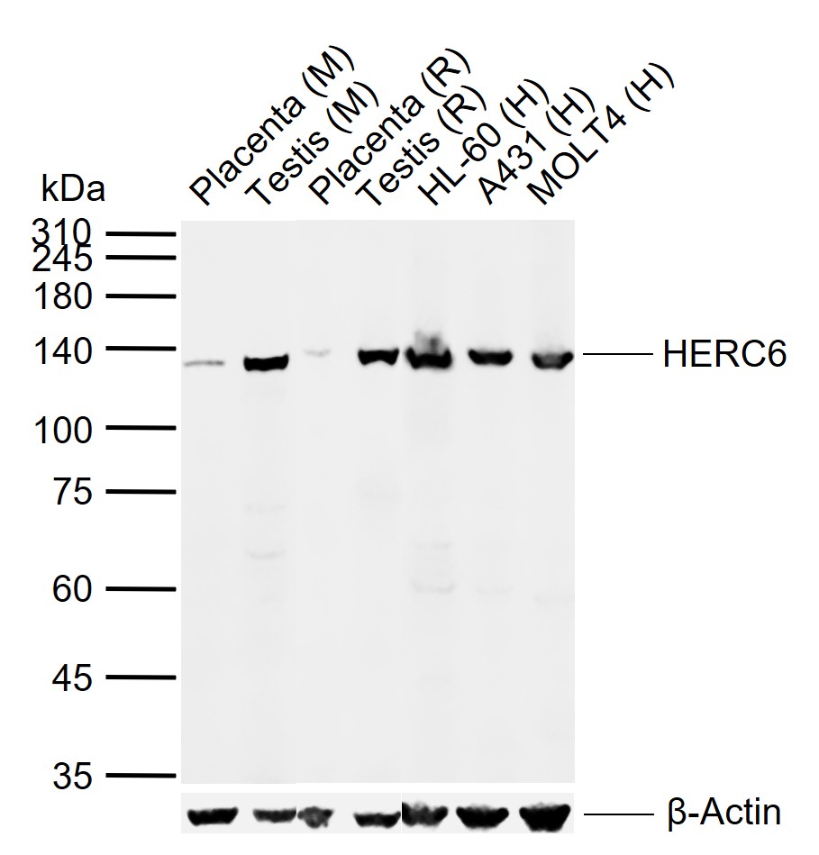 1 - HERC6 Rabbit pAb AP56009