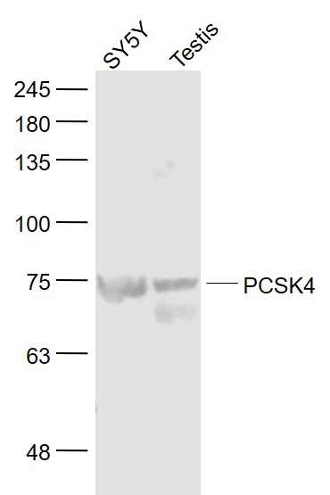 1 - PCSK4 Rabbit pAb AP56024