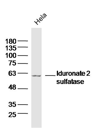 1 - Iduronate 2 sulfatase Rabbit pAb AP56033