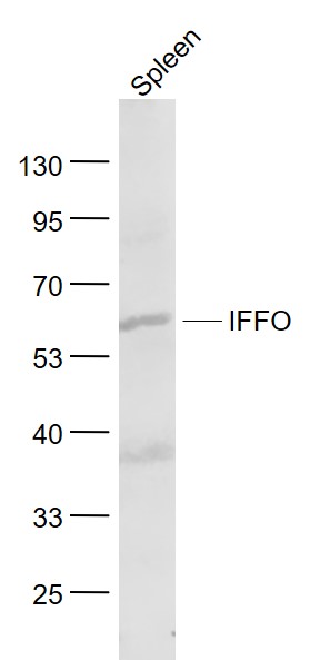 1 - IFFO Rabbit pAb AP56035