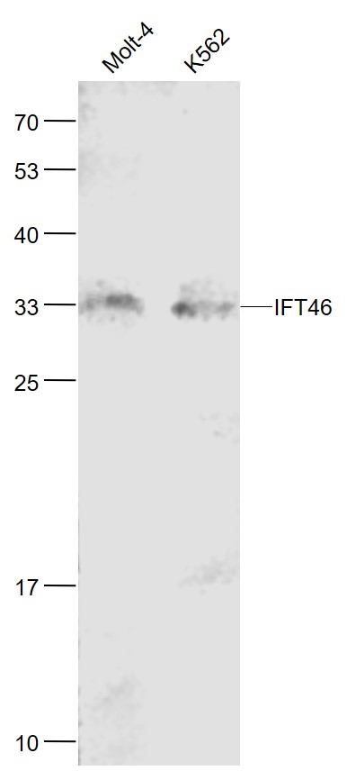 1 - IFT46 Rabbit pAb AP56042