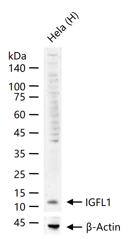 1 - IGFL1 Rabbit pAb AP56045