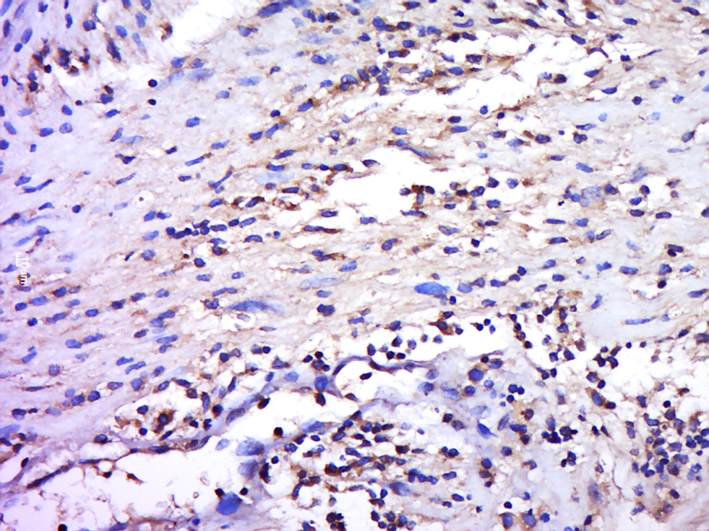 14 - IGFL4 Rabbit pAb AP56047
