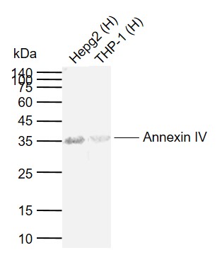 1 - Annexin  IV Rabbit pAb AP56051