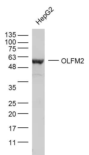 1 - OLFM2 Rabbit pAb AP56054
