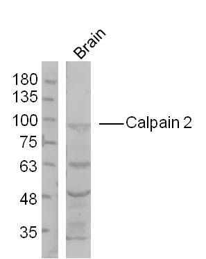 1 - Calpain 2 Rabbit pAb AP56055