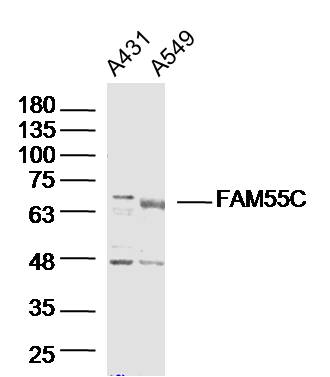 1 - FAM55C Rabbit pAb AP56058