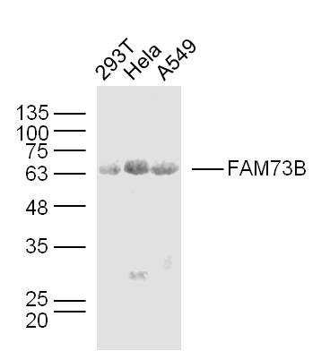 1 - FAM73B Rabbit pAb AP56064
