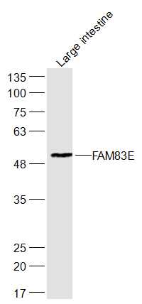 1 - FAM83E Rabbit pAb AP56067