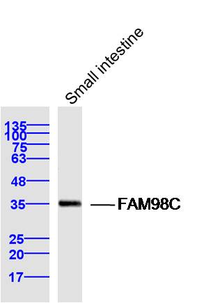1 - FAM98C Rabbit pAb AP56072