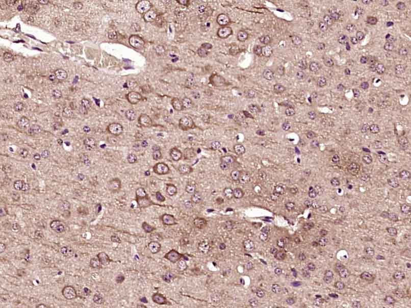 14 - FAM98C Rabbit pAb AP56072