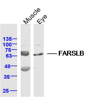 1 - FARSLB Rabbit pAb AP56074