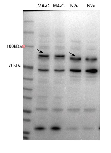 1 - FBXL18 Rabbit pAb AP56083