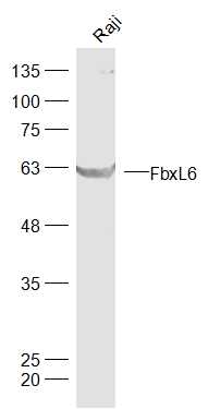 1 - FbxL6 Rabbit pAb AP56086