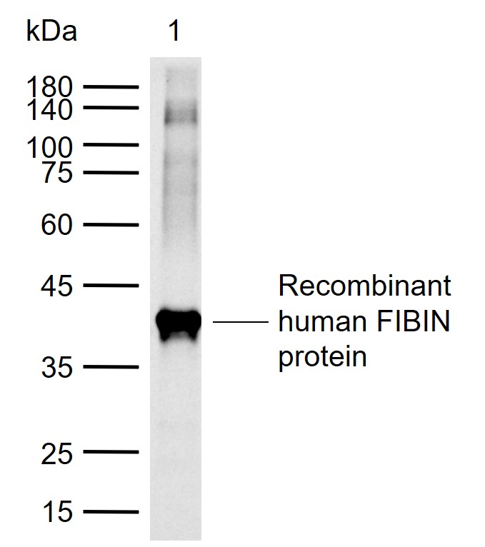1 - FIBIN Rabbit pAb AP56114